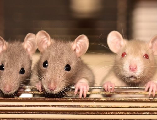 Why You Need to Keep Rodents Away From Your Cooling Systems